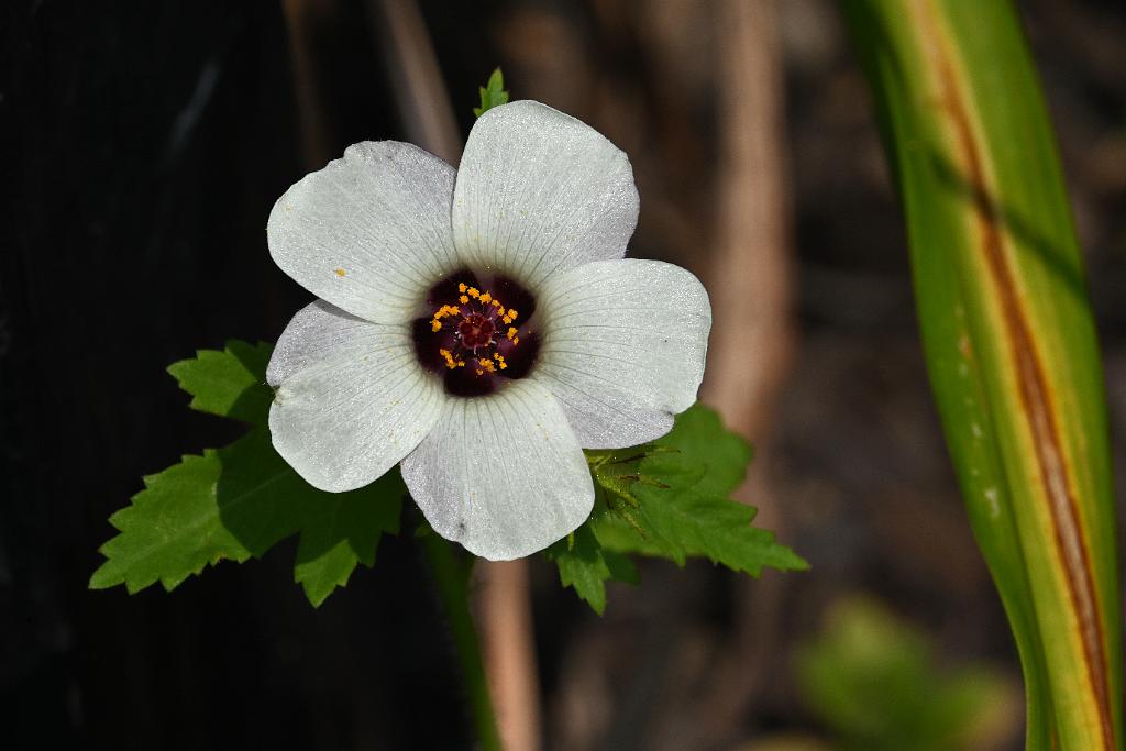 2025-08039874 Tower Hill Botanic Garden, MA.JPG - Flower-of-an-hour, Bladder Hibiscus, or Venice Mallow (Hibiscus trionum). New England Botanic Garden at Tower Hill, MA, 8-3-2025